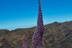 la_palma-13